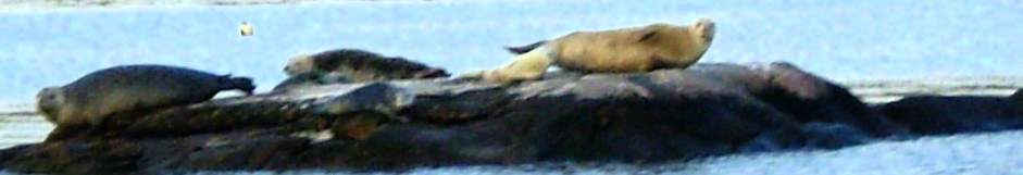 Glidden Ledge, Damariscotta River